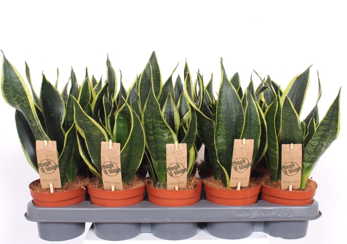 <h4>Sansevieria Black Superba</h4>