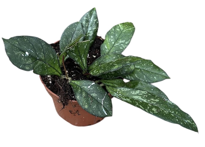 <h4>Hoya Crassipetiolata Splash</h4>
