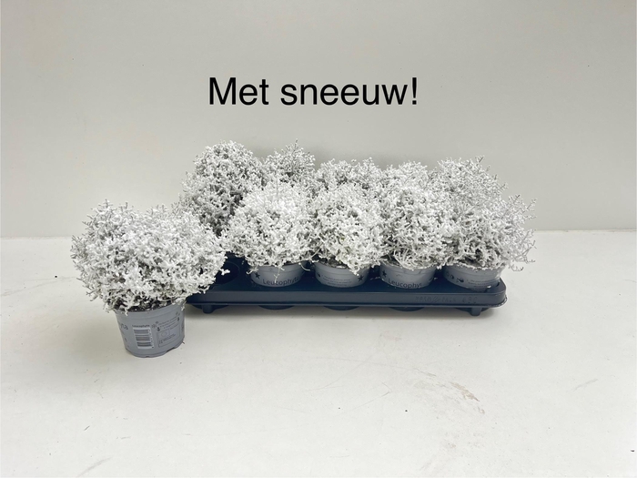 <h4>LEUCOPH BROWNII</h4>