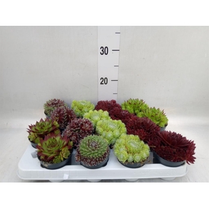 Sempervivum   ...