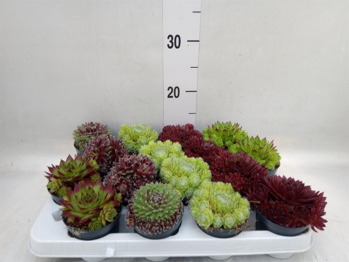 <h4>Sempervivum   ...</h4>