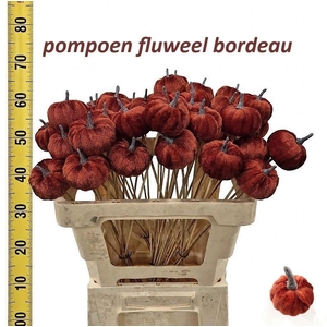 HUIS EN TUINDECO H%