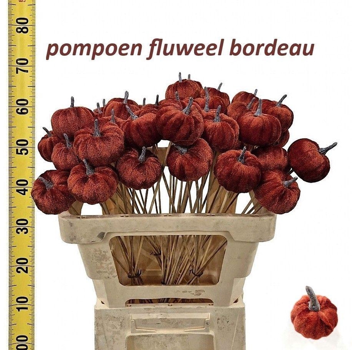 <h4>HUIS EN TUINDECO H%</h4>