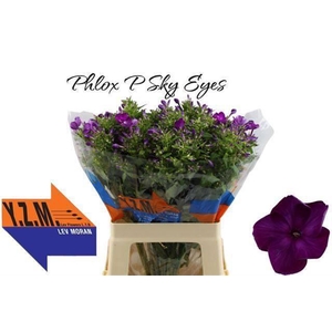 PHLOX P SKY EYES