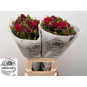 Rosa spray freiland red piano
