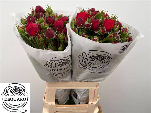 <h4>Rosa spray freiland red piano</h4>