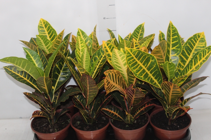 <h4>CROTON HIBRIDO PETRA P15</h4>