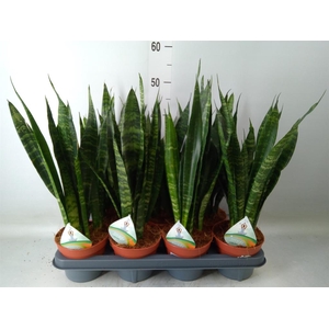 Sansevieria trifa. 'Black Coral'