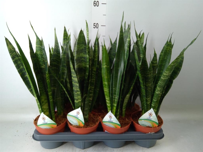 <h4>Sansevieria trifa. 'Black Coral'</h4>