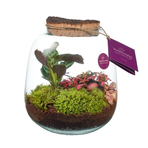Wardians Terrarium - Hyperion