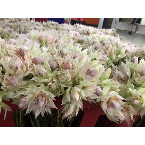 Blushing Bride 6-10 blooms WHITE
