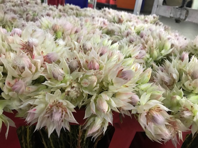 Blushing Bride 6-10 blooms WHITE