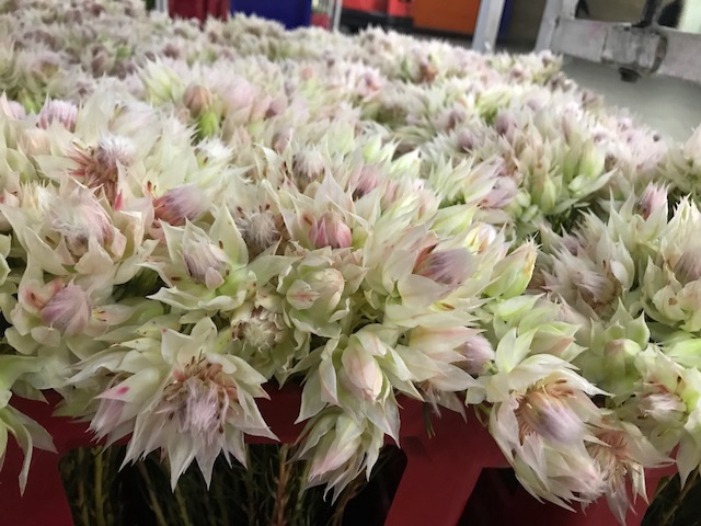 <h4>Blushing Bride White 2-3 Blooms</h4>
