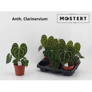 Anthurium not flowering clarinervium 12Ø 35cm