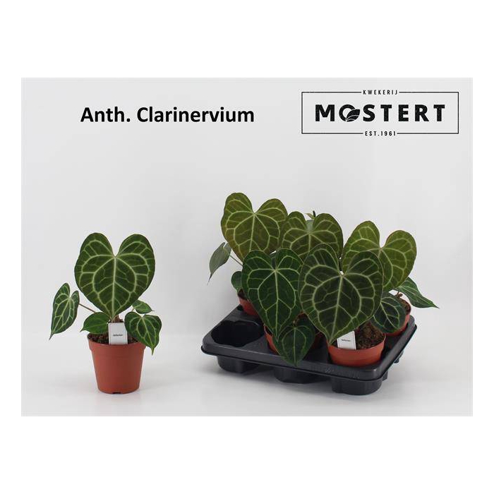 <h4>Anthurium not flowering clarinervium 12Ø 35cm</h4>