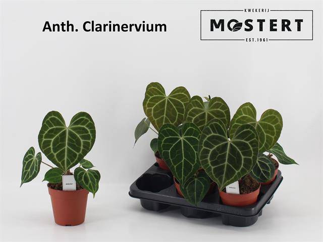 Anthurium not flowering clarinervium 12Ø 35cm