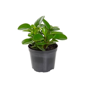 PEPEROMIA VERDE P09