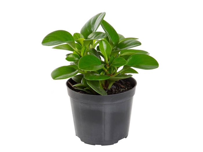<h4>PEPEROMIA VERDE P09</h4>