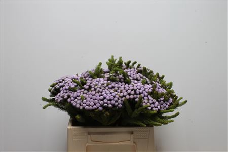 <h4>Kaaps Brunia Albiflora M Orchid</h4>