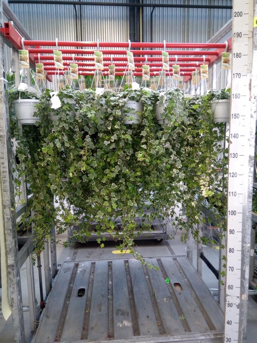 <h4>Hedera helix 'Eva'</h4>