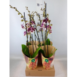 Phalaenopsis  'FC Untold Storie'