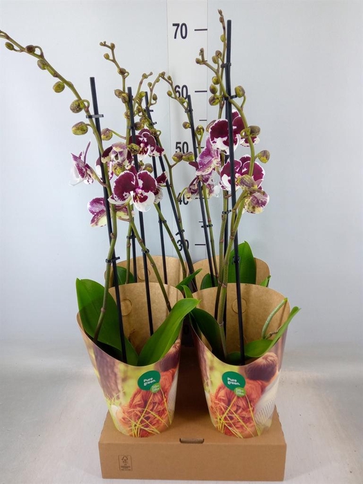 <h4>Phalaenopsis  'FC Untold Storie'</h4>