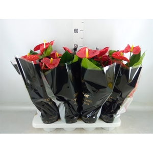 Anthurium andr. 'Madural'