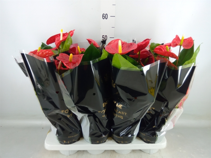 <h4>Anthurium andr. 'Madural'</h4>