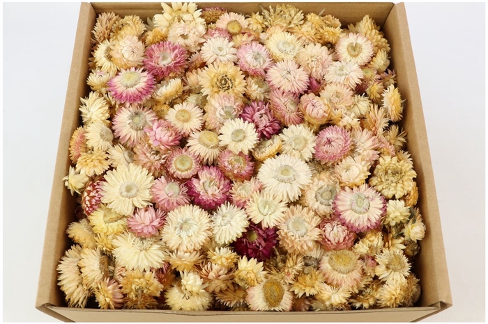 Box Helichrysum Heads L25