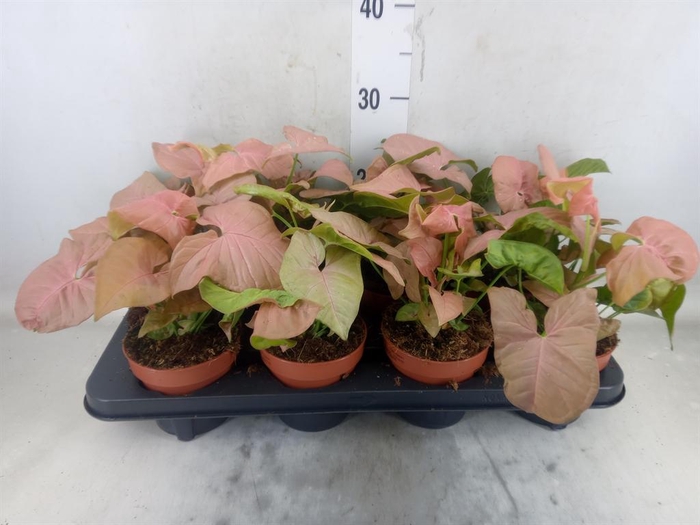 <h4>Syngonium podop.</h4>
