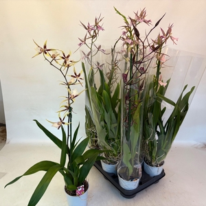 BRASSIA SUMMER DREAM