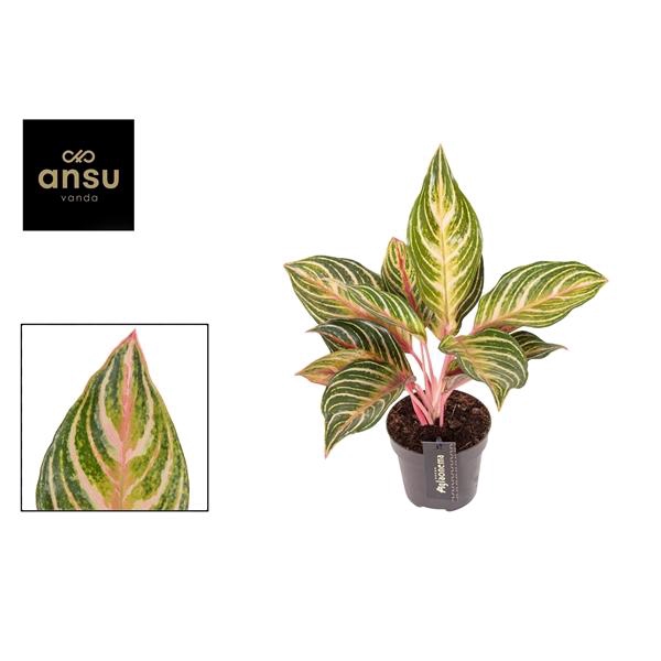 <h4>Aglaonema Dreamcatcher</h4>