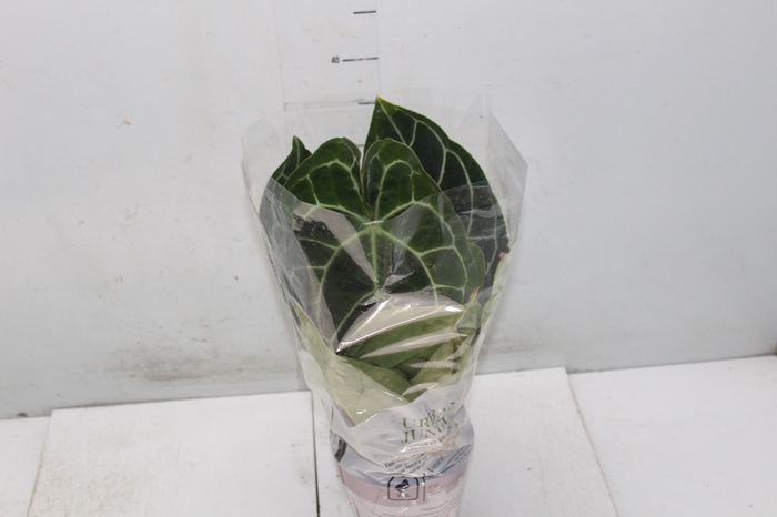 <h4>ANTHURIUM CRYSTALLINUM P15</h4>