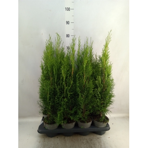 Thuja occid. 'Smaragd'