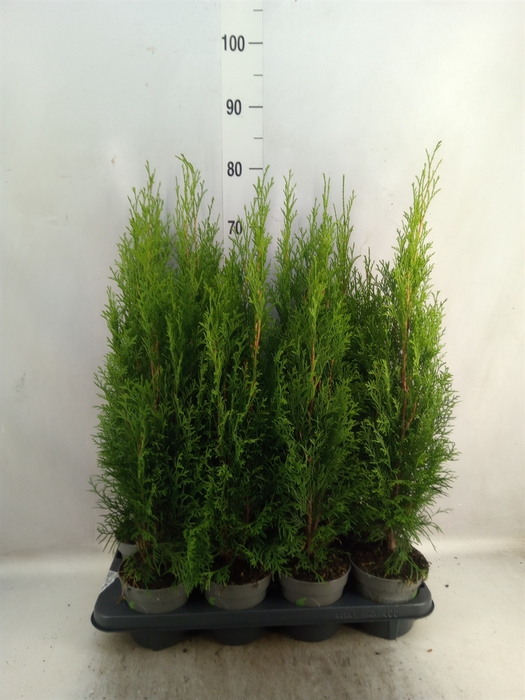 <h4>Thuja occid. 'Smaragd'</h4>