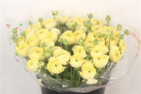 <h4>Ran... Su Commedia Super</h4>