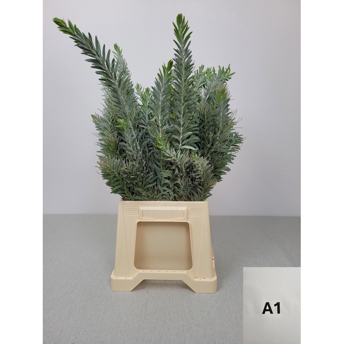 <h4>ACACIA LUNA D'ARGENTO</h4>