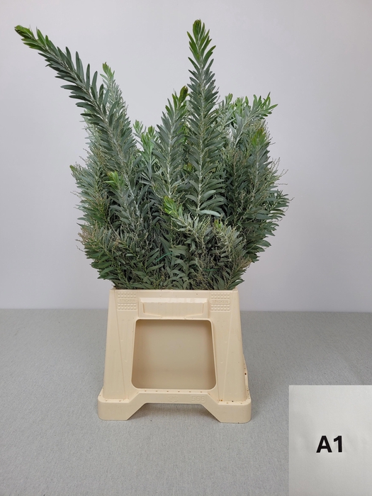 ACACIA LUNA D'ARGENTO