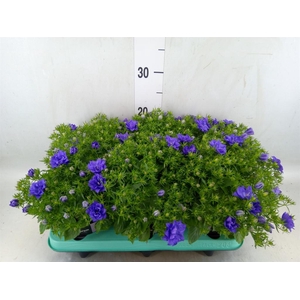 Campanula isoph. 'Dublin Blue'
