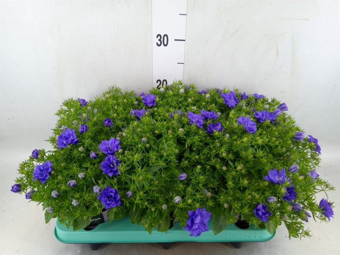 <h4>Campanula isoph. 'Dublin Blue'</h4>