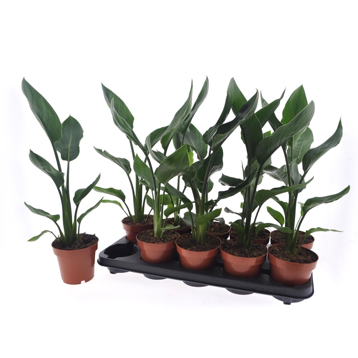 <h4>STRELITZIA REGINAE</h4>