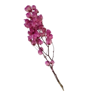 Droogbloem Bougainvillea 45-55cm