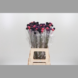 Craspedia Blue Pink Xl