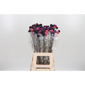 Craspedia Blue Pink Xl