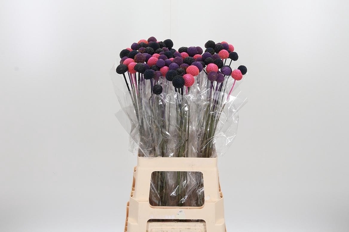 <h4>Craspedia Blue Pink Xl</h4>
