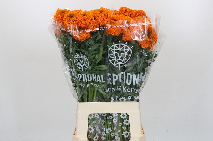 <h4>Tagetes Marigold Promise Orange</h4>