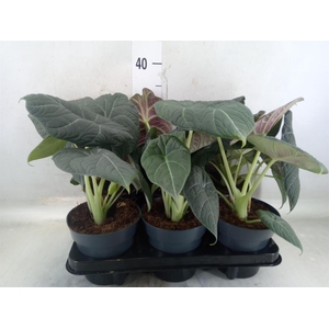 Alocasia  'Grey Dragon'