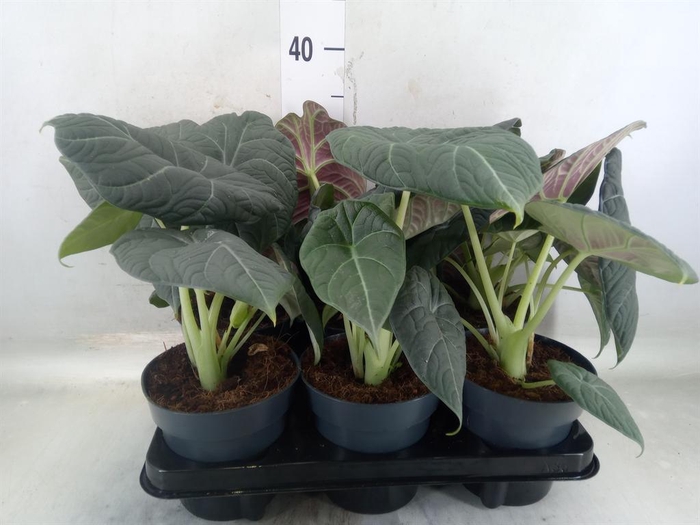 <h4>Alocasia  'Grey Dragon'</h4>