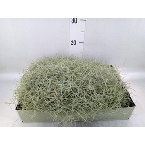 Tillandsia usneoides