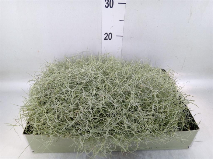 <h4>Tillandsia usneoides</h4>